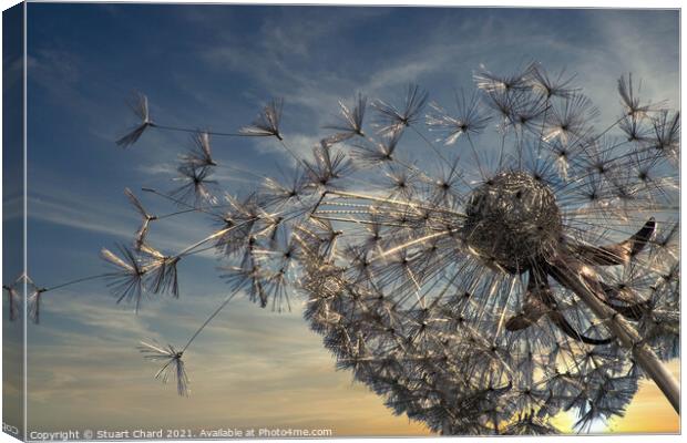 Summer Breeze Dandelion as sunset Canvas Print by Stuart Chard