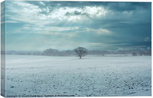 Lone tree in a snow covered landscape Canvas Print by Stuart Chard