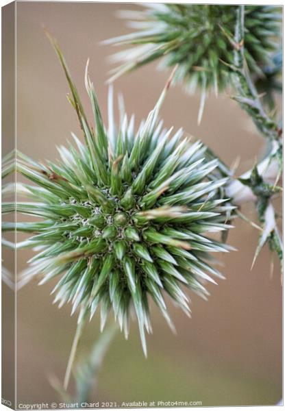 Thistle Seed Heads Canvas Print by Stuart Chard