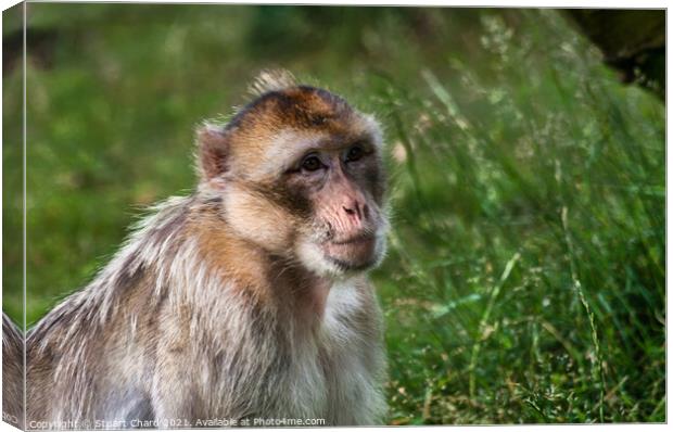 A monkey in grass and woodland Canvas Print by Stuart Chard