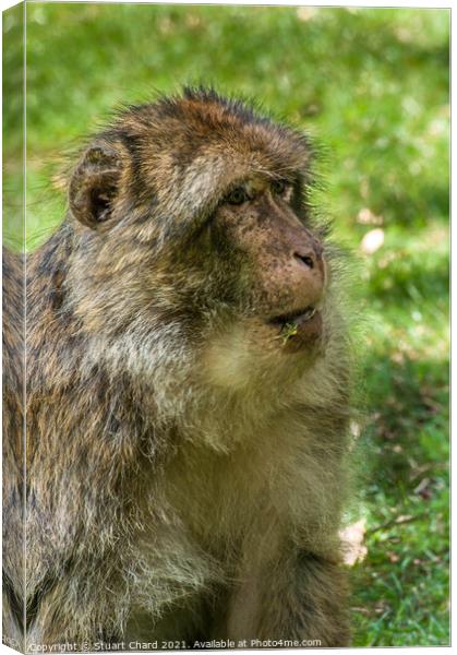 Monkey posing in the woods Canvas Print by Stuart Chard