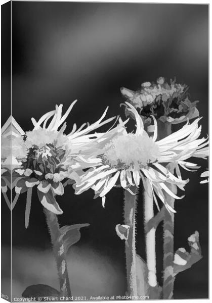 Oxeye daisies monochrome image Canvas Print by Stuart Chard