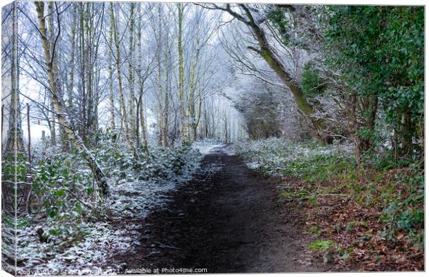 Forest path in winter Canvas Print by Stuart Chard