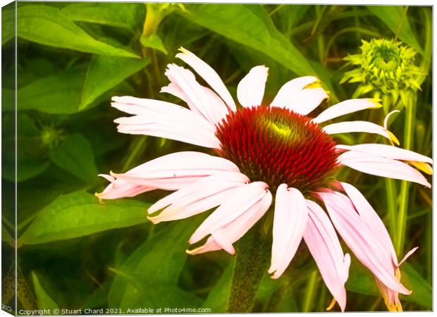 Echinacea or coneflower Canvas Print by Stuart Chard