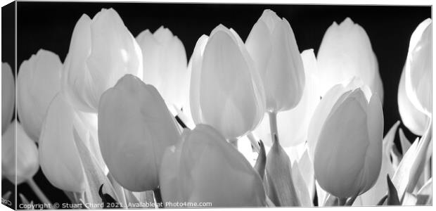 Beautiful tulips flowers in black and white panorama  Canvas Print by Stuart Chard