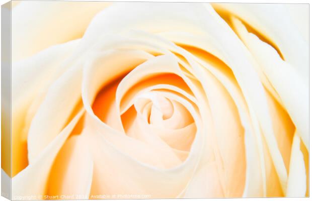 Close up shot of a beautiful pastel rose Canvas Print by Stuart Chard