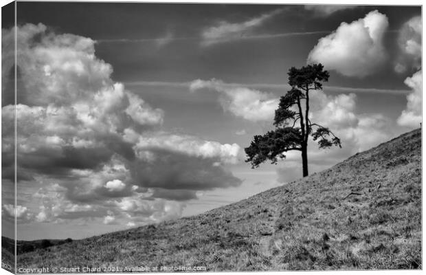 Lone tree on a hill Canvas Print by Stuart Chard