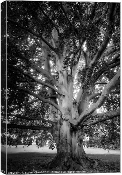 Old english tree - monochrome Canvas Print by Stuart Chard