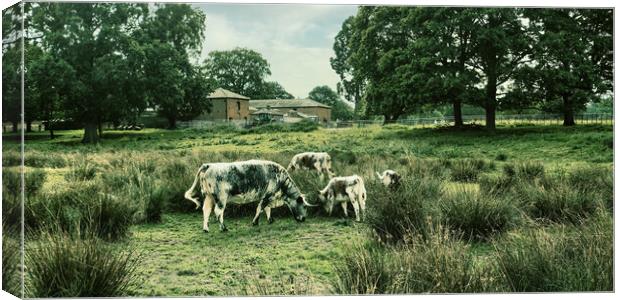 cattle cows field grass farm grazing Canvas Print by Stuart Chard