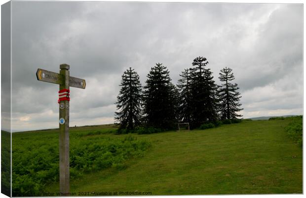 Offa's Dyke path as ir crosses Hergest Ridge, Herefordshire Canvas Print by Peter Wiseman