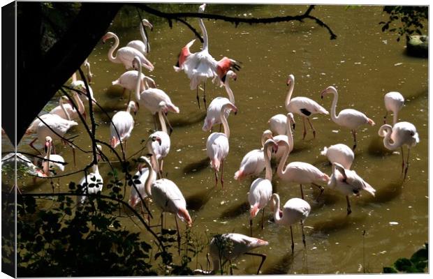 Greater flamingos Canvas Print by Peter Wiseman