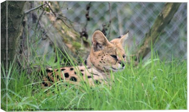 Serval Canvas Print by Peter Wiseman