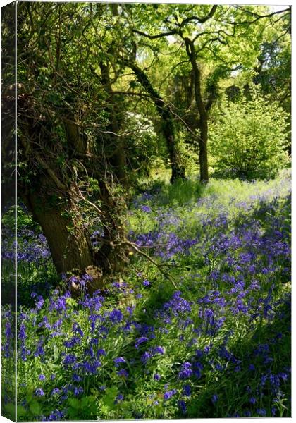 A carpet of bluebells in woodland area. Canvas Print by Peter Wiseman