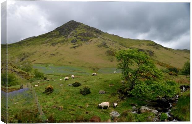 View over the beck in Rannerdale Valley towards Wh Canvas Print by Peter Wiseman