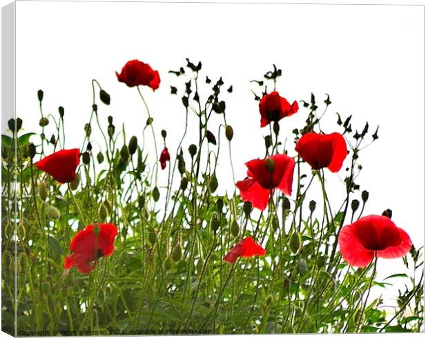 Poppies Canvas Print by Peter Wiseman