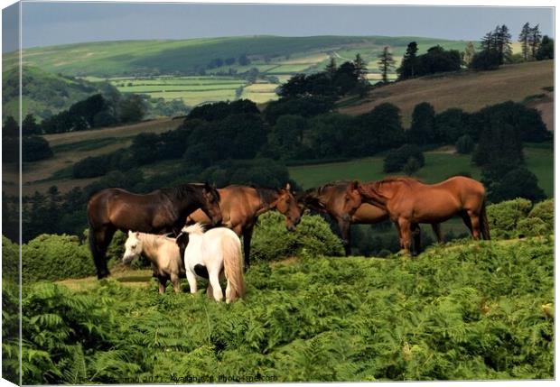 Horses and ponies grazing on Pen y Crug, Brecon, P Canvas Print by Peter Wiseman