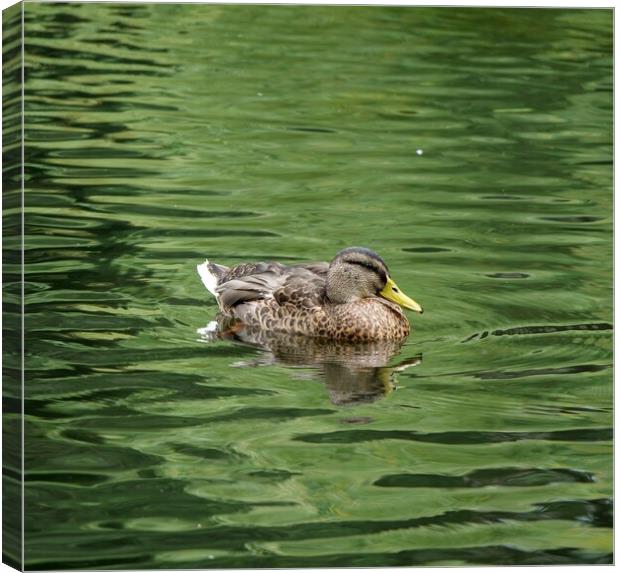 Female Mallard duck Canvas Print by Roy Hinchliffe