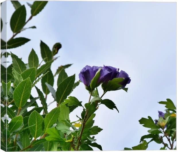 Blue Hibiscus in bloom Canvas Print by Roy Hinchliffe