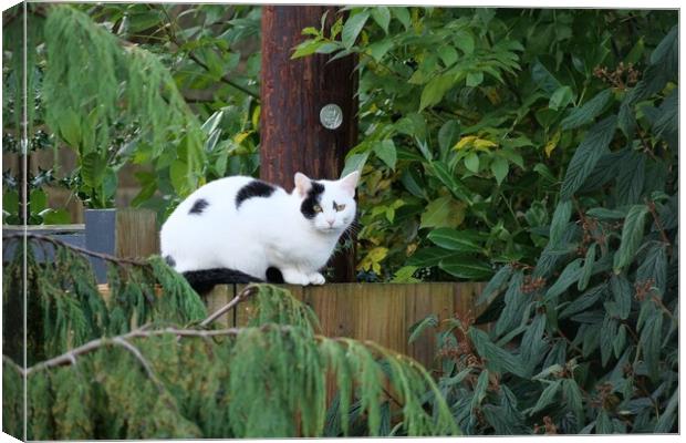 A cat sat on fence  Canvas Print by Roy Hinchliffe