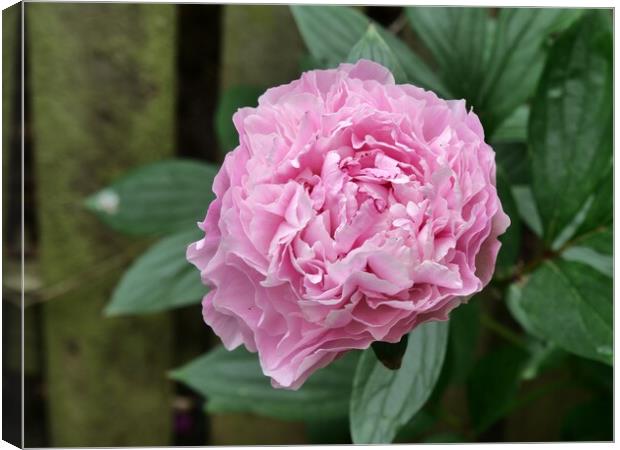 Pink Peony Canvas Print by Roy Hinchliffe
