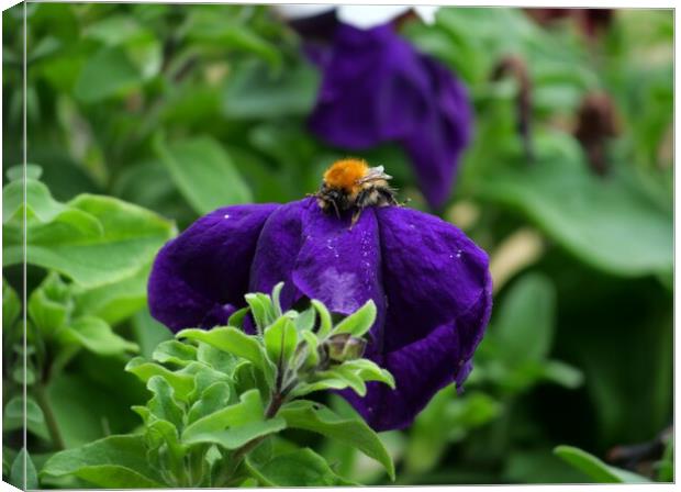 Bee in purple pansy Canvas Print by Roy Hinchliffe