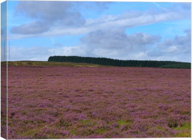 The Heather in Bloom Canvas Print by Roy Hinchliffe