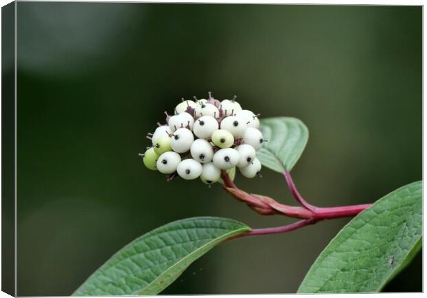 White snowberry Canvas Print by Roy Hinchliffe