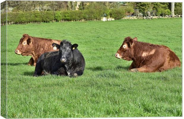 Bulls sleeping Canvas Print by Roy Hinchliffe