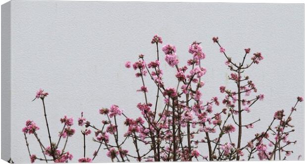 Viburnum in flower Canvas Print by Roy Hinchliffe