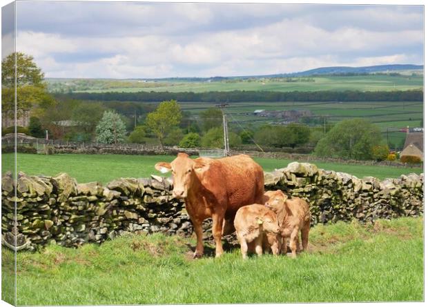Cow and calves Canvas Print by Roy Hinchliffe