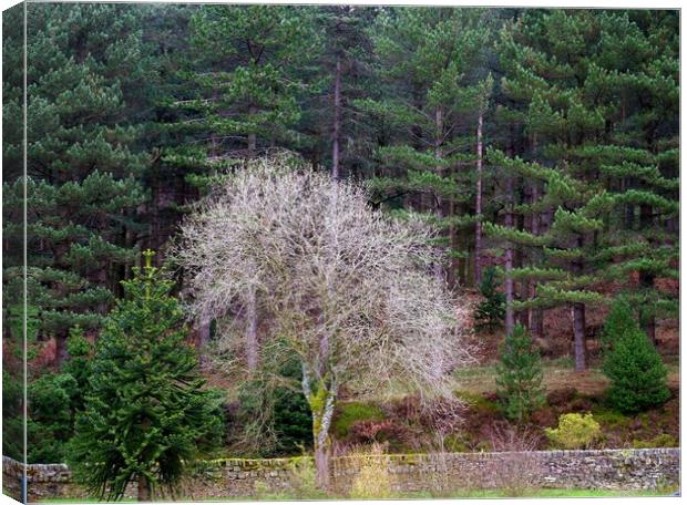 White tree in the forest Canvas Print by Roy Hinchliffe
