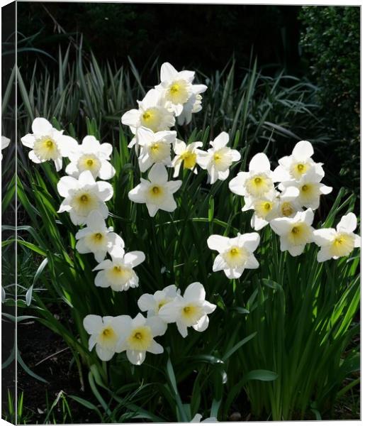 white daffodils Canvas Print by Roy Hinchliffe