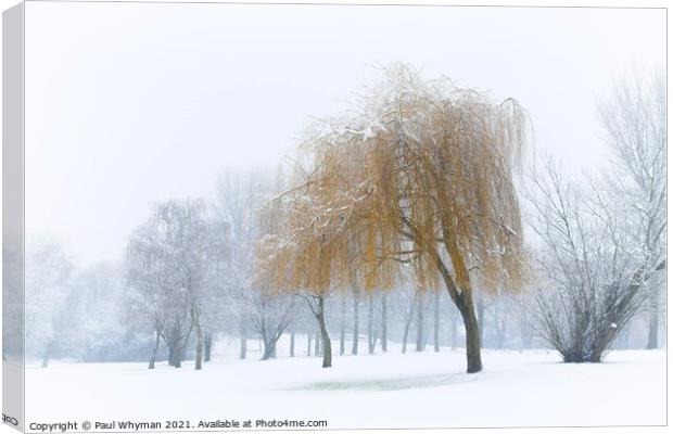 A Willow Tree Weeping in the Falling Snow.  Canvas Print by Paul Whyman