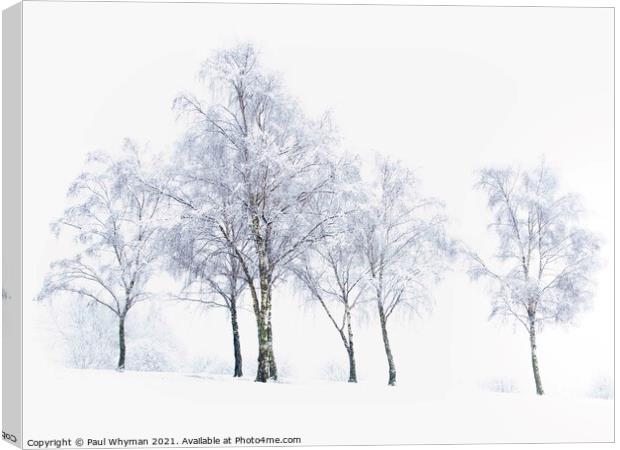 Silver birch trees in the winter snow Canvas Print by Paul Whyman