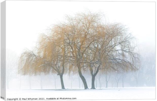 Weeping willows in the snow Canvas Print by Paul Whyman