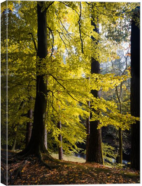 Autumn leaves Canvas Print by Paul Whyman