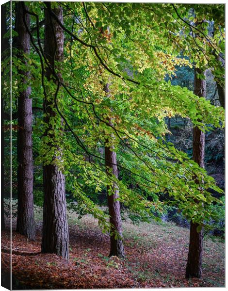 Early autumn Canvas Print by Paul Whyman