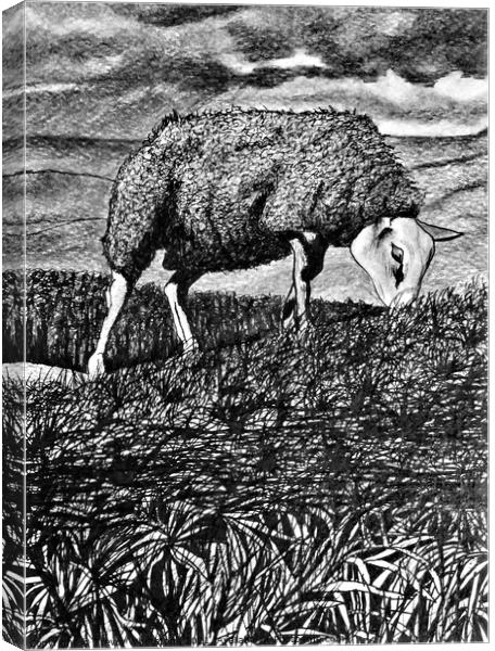 Texal Sheep In A Storm. Black & White Canvas Print by Trevor Whetstone