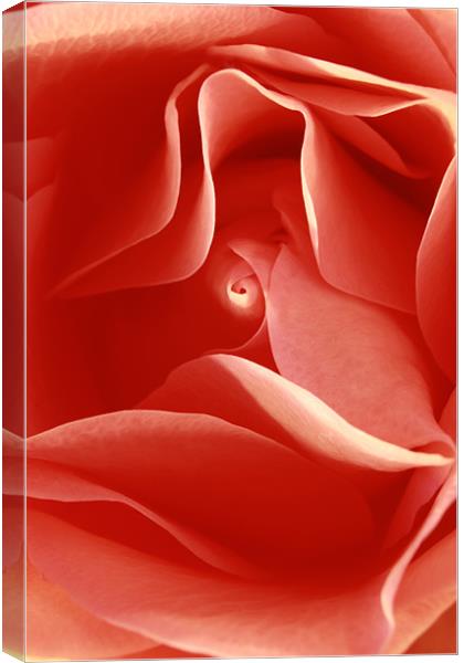 red rose  Canvas Print by james wood