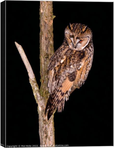 Long eared Owl Canvas Print by Moi Hicks