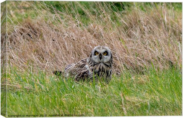 Short eared Owl in Meadow Canvas Print by Moi Hicks