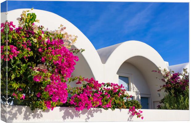 Colorful Bougainvillea flowers with white traditional buildings in Oia, Santorini, Greece Canvas Print by Chun Ju Wu
