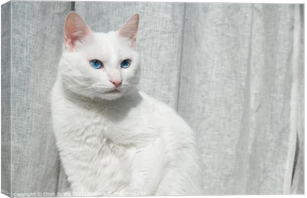 A white cat with blue eyes in front of grey curtain Canvas Print by Chun Ju Wu