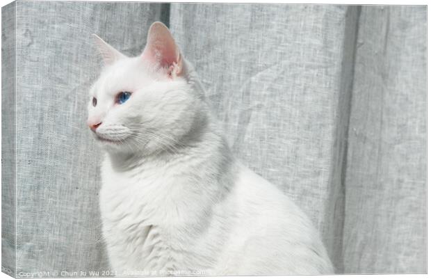 A white cat with blue eyes in front of grey curtain Canvas Print by Chun Ju Wu