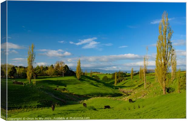 Green hills with cattle and blue sky in New Zealand Canvas Print by Chun Ju Wu