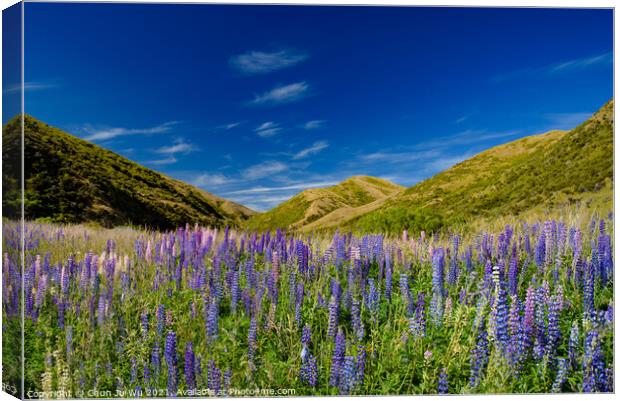 Colorful lupine flowers in New Zealand Canvas Print by Chun Ju Wu
