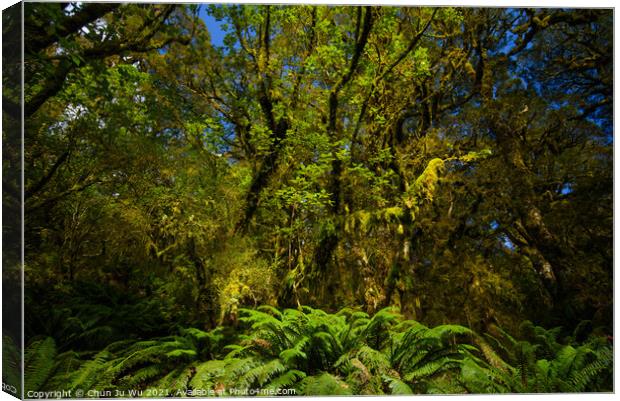 View of woods in South Island, New Zealand Canvas Print by Chun Ju Wu