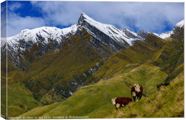 Cattle grazing on grass field in Mount Aspiring National Park, South Island, New Zealand Canvas Print by Chun Ju Wu