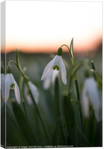Snowdrops at Sunset Canvas Print by Roger Worrall