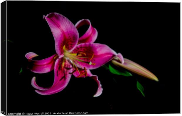 Lily Canvas Print by Roger Worrall